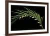 Parides Photinus (Pink-Spotted Cattleheart) - Pupae-Paul Starosta-Framed Photographic Print