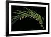 Parides Photinus (Pink-Spotted Cattleheart) - Pupae-Paul Starosta-Framed Photographic Print