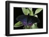 Parides Photinus (Pink-Spotted Cattleheart)-Paul Starosta-Framed Photographic Print