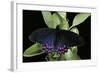 Parides Photinus (Pink-Spotted Cattleheart)-Paul Starosta-Framed Photographic Print