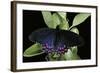 Parides Photinus (Pink-Spotted Cattleheart)-Paul Starosta-Framed Photographic Print