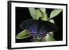 Parides Photinus (Pink-Spotted Cattleheart)-Paul Starosta-Framed Photographic Print