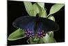 Parides Photinus (Pink-Spotted Cattleheart)-Paul Starosta-Mounted Photographic Print