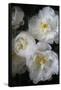 Paris Bloom - Market Flowers-Carina Okula-Framed Stretched Canvas