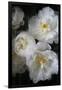 Paris Bloom - Market Flowers-Carina Okula-Framed Photographic Print