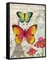 Paris Butterflies I-Elizabeth Medley-Framed Stretched Canvas