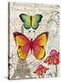 Paris Butterflies I-Elizabeth Medley-Stretched Canvas