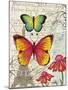 Paris Butterflies I-Elizabeth Medley-Mounted Art Print