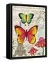Paris Butterflies I-Elizabeth Medley-Framed Stretched Canvas