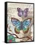 Paris Butterflies II-Elizabeth Medley-Framed Stretched Canvas