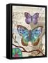 Paris Butterflies II-Elizabeth Medley-Framed Stretched Canvas