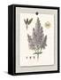 Paris Flea Market Lilacs-Devon Ross-Framed Stretched Canvas