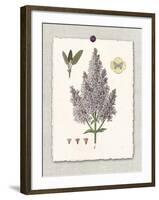 Paris Flea Market Lilacs-Devon Ross-Framed Art Print