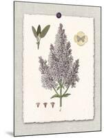 Paris Flea Market Lilacs-Devon Ross-Mounted Art Print