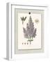 Paris Flea Market Lilacs-Devon Ross-Framed Art Print