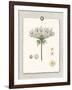 Paris Flea Market Queen Anne's Lace-Devon Ross-Framed Art Print