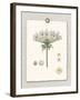 Paris Flea Market Queen Anne's Lace-Devon Ross-Framed Art Print