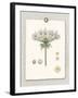 Paris Flea Market Queen Anne's Lace-Devon Ross-Framed Art Print