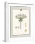 Paris Flea Market Queen Anne's Lace-Devon Ross-Framed Art Print