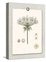 Paris Flea Market Queen Anne's Lace-Devon Ross-Stretched Canvas