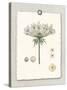 Paris Flea Market Queen Anne's Lace-Devon Ross-Stretched Canvas