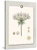 Paris Flea Market Queen Anne's Lace-Devon Ross-Stretched Canvas