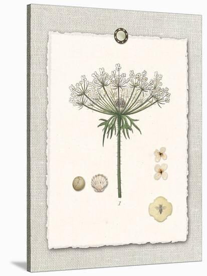 Paris Flea Market Queen Anne's Lace-Devon Ross-Stretched Canvas