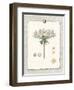 Paris Flea Market Queen Anne's Lace-Devon Ross-Framed Art Print