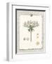 Paris Flea Market Queen Anne's Lace-Devon Ross-Framed Art Print