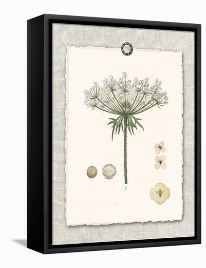 Paris Flea Market Queen Anne's Lace-Devon Ross-Framed Stretched Canvas