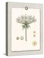 Paris Flea Market Queen Anne's Lace-Devon Ross-Stretched Canvas