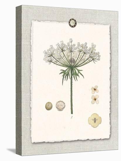 Paris Flea Market Queen Anne's Lace-Devon Ross-Stretched Canvas