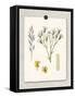 Paris Flea Market White Floral-Devon Ross-Framed Stretched Canvas