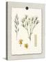 Paris Flea Market White Floral-Devon Ross-Stretched Canvas