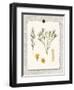 Paris Flea Market White Floral-Devon Ross-Framed Art Print