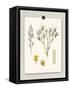 Paris Flea Market White Floral-Devon Ross-Framed Stretched Canvas
