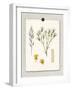 Paris Flea Market White Floral-Devon Ross-Framed Art Print