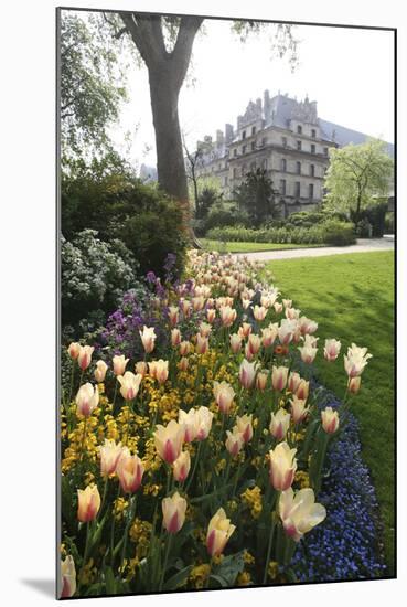 Paris Flowers-Chris Bliss-Mounted Photographic Print