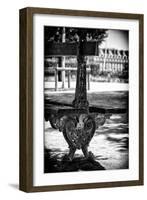 Paris Focus - Public Bench-Philippe Hugonnard-Framed Photographic Print