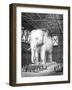 Paris, France - Modele Elephant Pour La Place de La Bastille-Fenner Sears-Framed Art Print