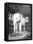 Paris, France - Modele Elephant Pour La Place de La Bastille-Fenner Sears-Framed Stretched Canvas