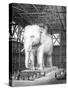 Paris, France - Modele Elephant Pour La Place de La Bastille-Fenner Sears-Stretched Canvas