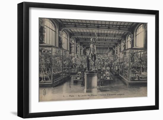 Paris, Jardin Des Plantes-null-Framed Giclee Print