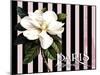 Paris Magnolias IV-Tina Lavoie-Mounted Giclee Print