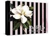 Paris Magnolias IV-Tina Lavoie-Stretched Canvas