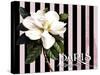 Paris Magnolias IV-Tina Lavoie-Stretched Canvas