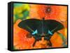 Paris Peacock Butterfly on Orange Gerber Daisy-Darrell Gulin-Framed Stretched Canvas