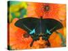 Paris Peacock Butterfly on Orange Gerber Daisy-Darrell Gulin-Stretched Canvas