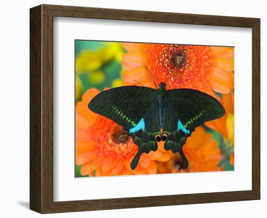 Paris Peacock Butterfly on Orange Gerber Daisy-Darrell Gulin-Framed Photographic Print
