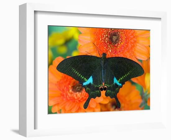 Paris Peacock Butterfly on Orange Gerber Daisy-Darrell Gulin-Framed Photographic Print